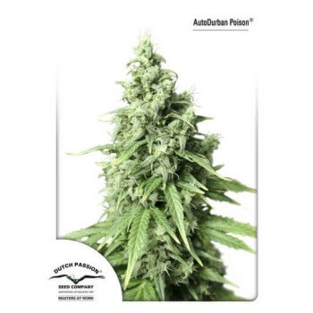 AutoDurban Poison - Dutch Passion femminizzati Dutch Passion €31,00