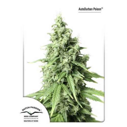 AutoDurban Poison - Dutch Passion femminizzati Dutch Passion €31,00