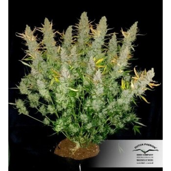 AutoUltimate - Dutch Passion femminizzati Dutch Passion €29,95 2