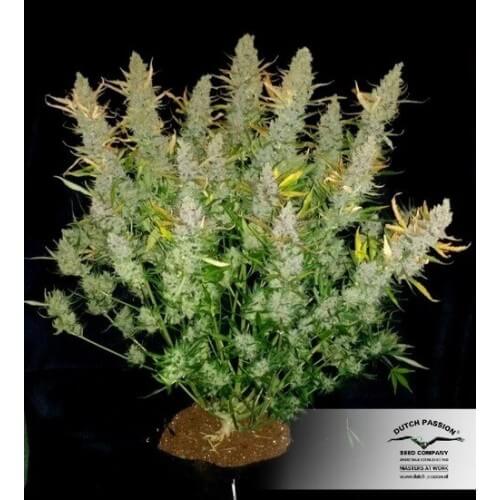 AutoUltimate - Dutch Passion femminizzati Dutch Passion €29,95