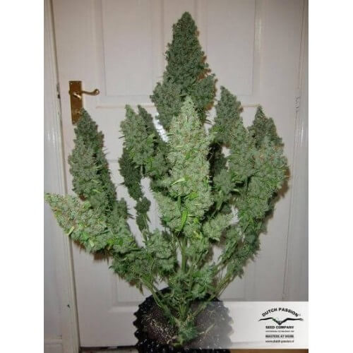 AutoUltimate - Dutch Passion femminizzati Dutch Passion €29,95