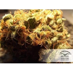 AutoUltimate - Dutch Passion femminizzati Dutch Passion €29,95