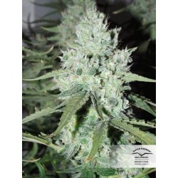 AutoUltimate - Dutch Passion femminizzati Dutch Passion €29,95