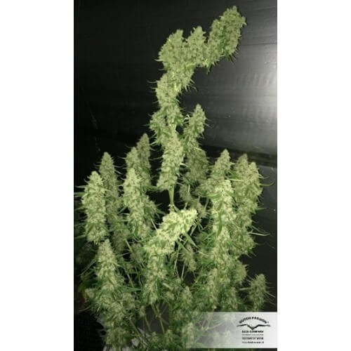 AutoUltimate - Dutch Passion femminizzati Dutch Passion €29,95