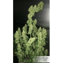 AutoUltimate - Dutch Passion femminizzati Dutch Passion €29,95