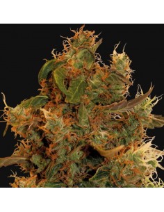 8 Ball Kush - Barney's Farm femminizzati Barney's Farm €12,50 2