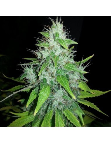 8 Ball Kush - Barney's Farm femminizzati Barney's Farm €12,50