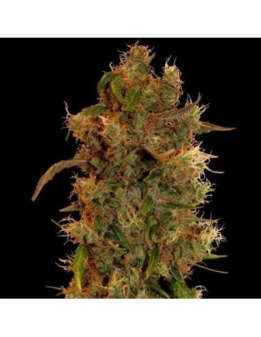 8 Ball Kush - Barney's Farm femminizzati Barney's Farm €12,50