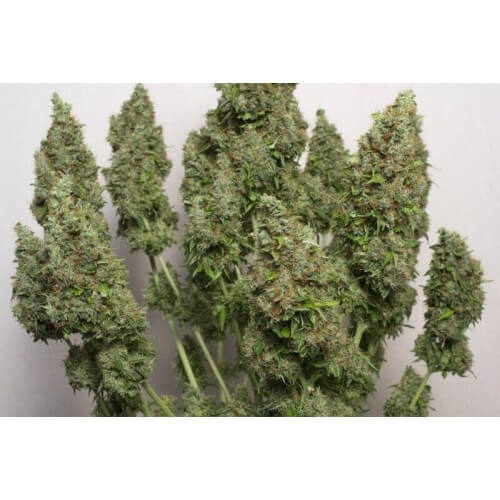 AutoMazar - Dutch Passion femminizzati Dutch Passion €29,95