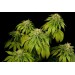 California Hash Plant - Dinafem femminizzati Dinafem €29,00
