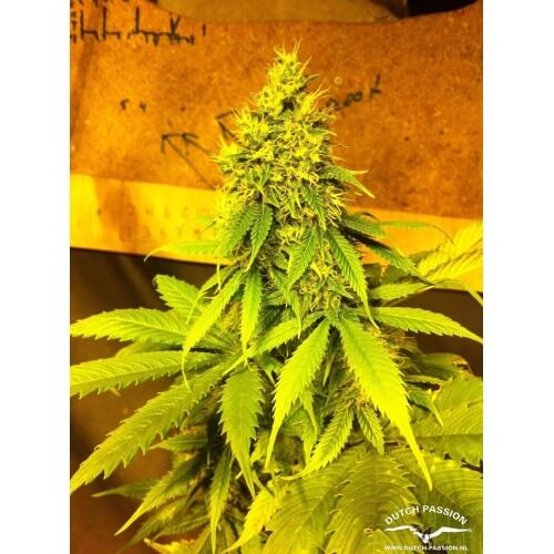 AutoMazar - Dutch Passion femminizzati Dutch Passion €29,95