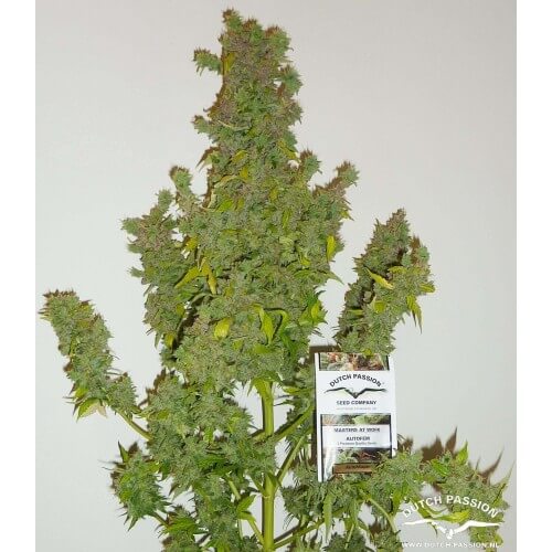 AutoMazar - Dutch Passion femminizzati Dutch Passion €29,95