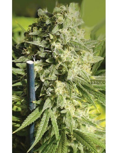 Double Dutch - Serious Seeds femminizzati Serious Seeds €70,00