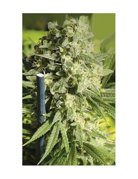Double Dutch - Serious Seeds femminizzati Serious Seeds €70,00