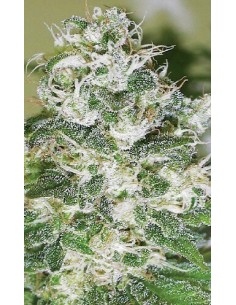 Exile - Serious Seeds femminizzati Serious Seeds €70,00