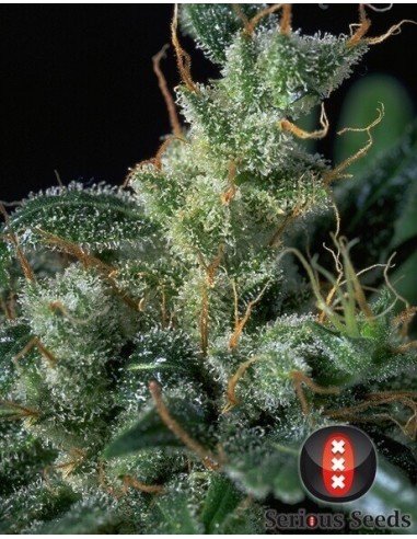Kali Mist - Serious Seeds femminizzati Serious Seeds €80,00