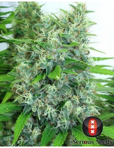 Kali Mist - Serious Seeds femminizzati Serious Seeds €80,00