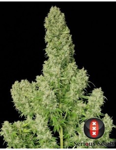White Russian - Serious Seeds femminizzati Serious Seeds €70,00