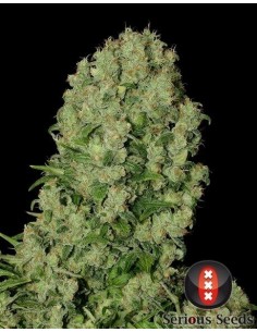 White Russian - Serious Seeds femminizzati Serious Seeds €70,00 2
