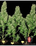 White Russian - Serious Seeds femminizzati Serious Seeds €70,00