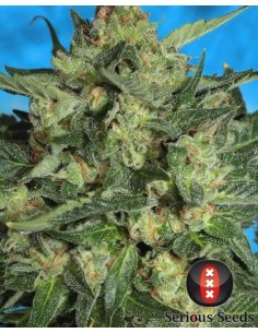 White Russian 1 Auto - Serious Seeds femminizzati Serious Seeds €60,00 2