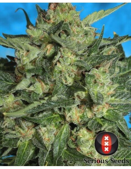 White Russian 1 Auto - Serious Seeds femminizzati Serious Seeds €60,00