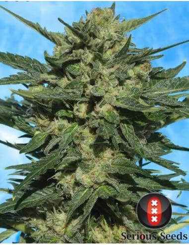 White Russian 1 Auto - Serious Seeds femminizzati Serious Seeds €60,00