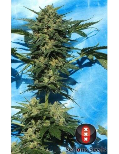 White Russian 1 Auto - Serious Seeds femminizzati Serious Seeds €60,00