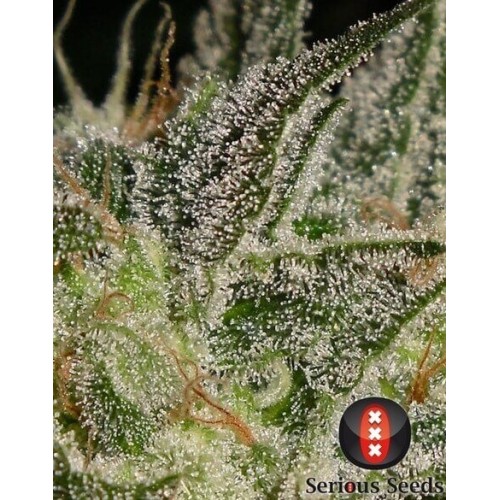 AK-47 - Serious Seeds femminizzati Serious Seeds €80,00