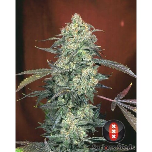 AK-47 - Serious Seeds femminizzati Serious Seeds €80,00