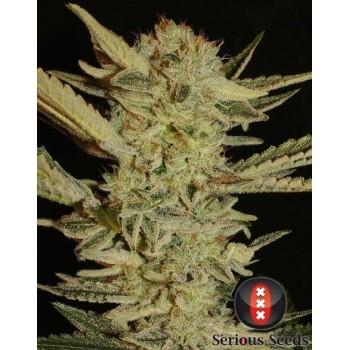 Bubble Gum - Serious Seeds femminizzati Serious Seeds €70,00