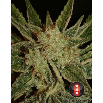 Bubble Gum - Serious Seeds femminizzati Serious Seeds €70,00 2