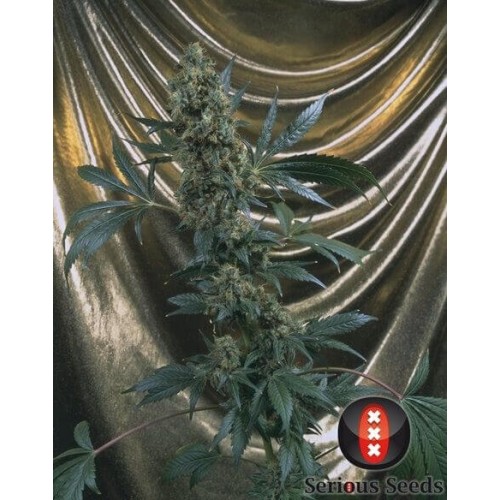 Bubble Gum - Serious Seeds femminizzati Serious Seeds €70,00