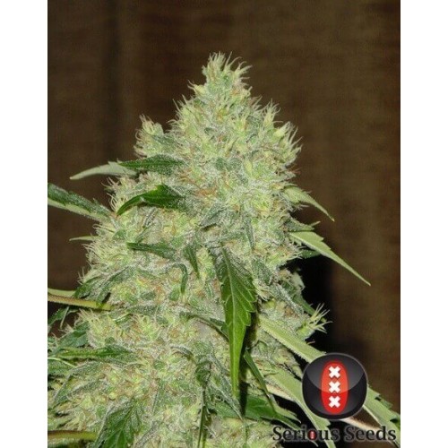 Bubble Gum - Serious Seeds femminizzati Serious Seeds €70,00