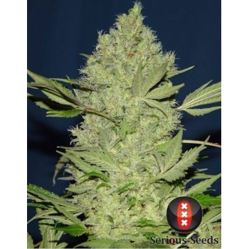 Chronic - Serious Seeds femminizzati Serious Seeds €70,00 2