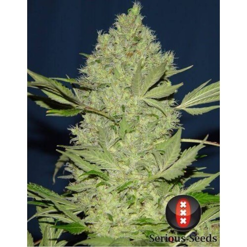 Chronic - Serious Seeds femminizzati Serious Seeds €70,00