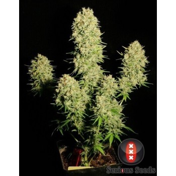 Chronic - Serious Seeds femminizzati Serious Seeds €70,00