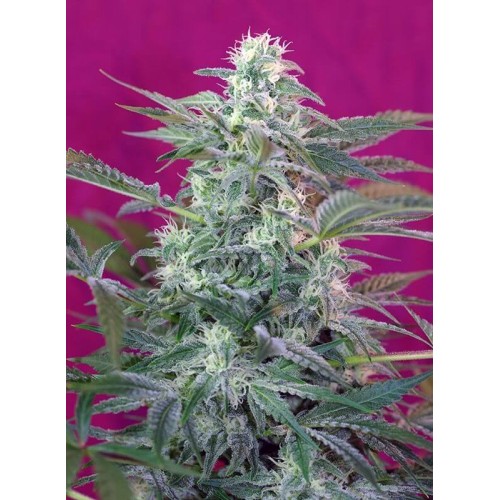 Big Foot - Sweet Seeds femminizzati Sweet Seeds €27,90