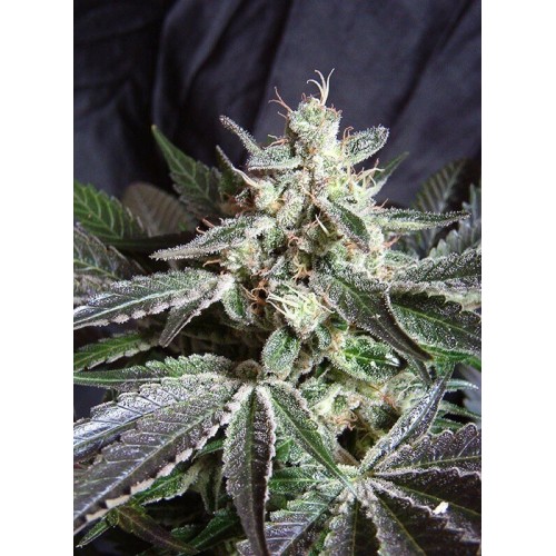 Black Jack - Sweet Seeds femminizzati Sweet Seeds €22,50