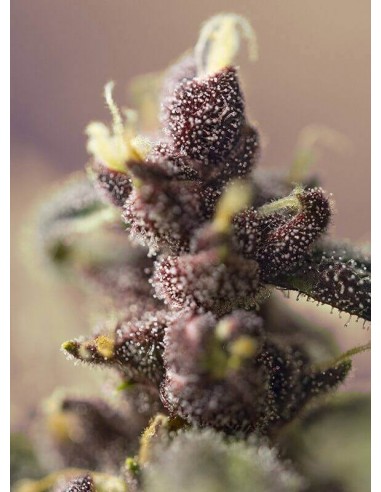 Bloody Skunk Auto - Sweet Seeds femminizzati Sweet Seeds €22,90