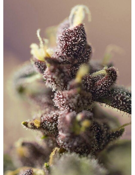 Bloody Skunk Auto - Sweet Seeds femminizzati Sweet Seeds €22,90