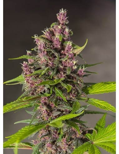 Bloody Skunk Auto - Sweet Seeds femminizzati Sweet Seeds €22,90