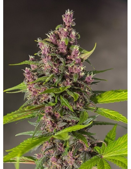 Bloody Skunk Auto - Sweet Seeds femminizzati Sweet Seeds €22,90