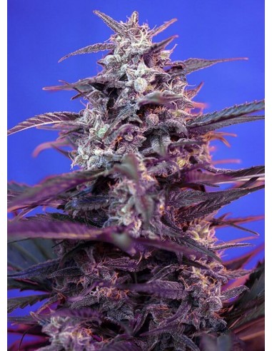 Bloody Skunk Auto - Sweet Seeds femminizzati Sweet Seeds €22,90