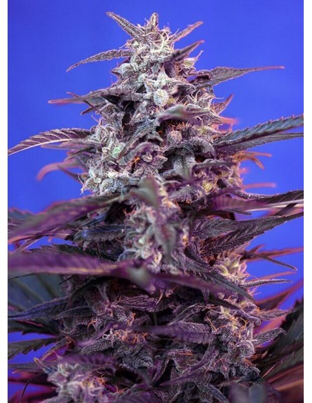 Bloody Skunk Auto - Sweet Seeds femminizzati Sweet Seeds €22,90