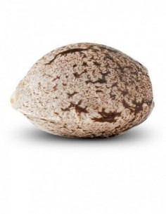 Zombie Kush

- Sideral x Bubba Kush

- Dominanaza Indica

- 50-60 giorni di Fioritura 2