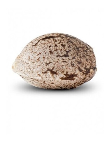 Zombie Kush - Ripper Seeds femminizzati Ripper Seeds €21,00