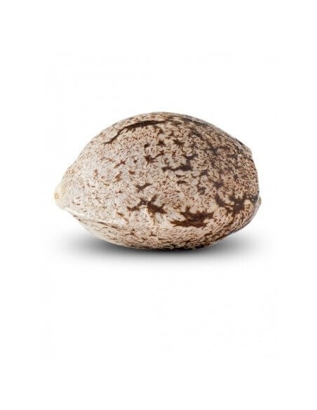 Zombie Kush - Ripper Seeds femminizzati Ripper Seeds €21,00