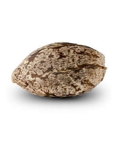 Double Glock - Ripper Seeds femminizzati Ripper Seeds €15,00