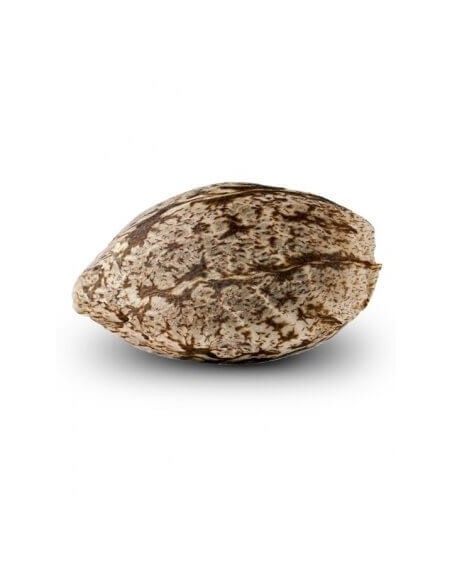 Double Glock - Ripper Seeds femminizzati Ripper Seeds €15,00